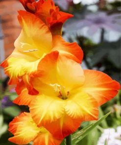 Orange And Yellow Gladiola paint by number