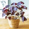 Oxalis Wood Sorrels Plant Pot paint by number