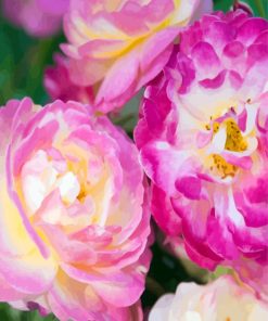 Pink And Fuchsia Floribundas paint by number