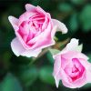 Pink Floribundas paint by number