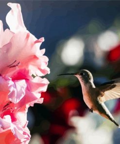 Pink Gladiola And HummingBird paint by number