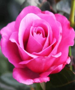 Pink Rose Floribunda paint by number