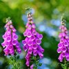 Purple Common Foxglove paint by number