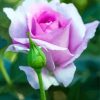 Purple Floribunda paint by number