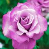 Purple Floribunda Rose paint by number