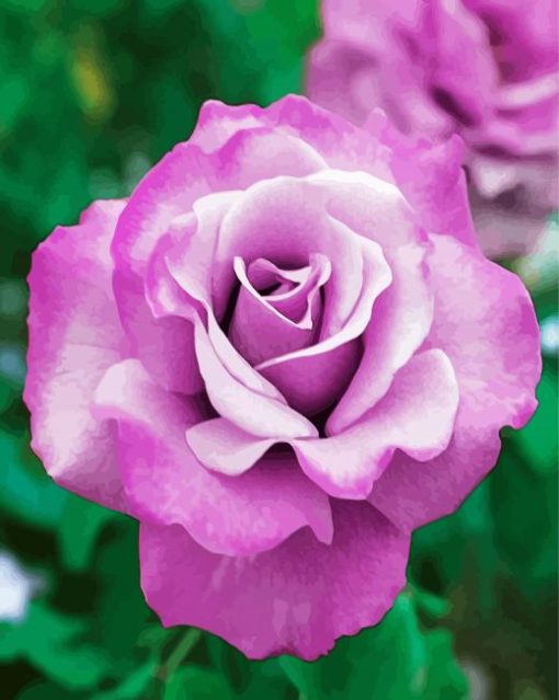 Purple Floribunda Rose paint by number