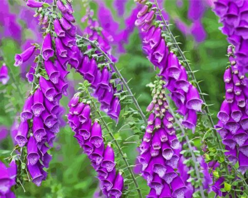 Purple Foxglove Plants paint by number