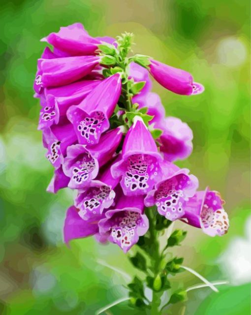 Purple Foxglove paint by number