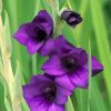 Purple Gladiola paint by number