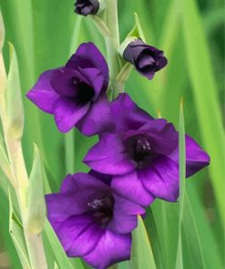 Purple Gladiola paint by number