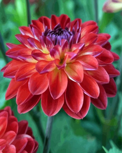 Red Dahlia paint by numbers