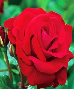 Red Floribunda Flower paint by number