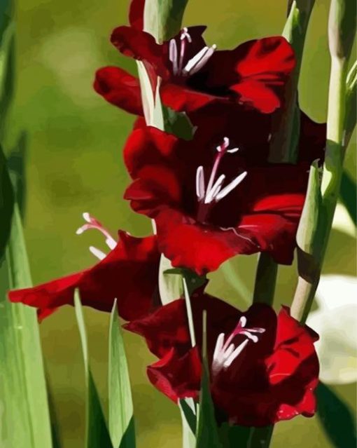 Red Gladiola Flower paint by number