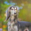 Saluki Dog paint by numbers