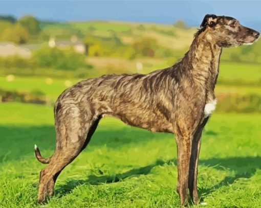 The Lurcher Dog paint by numbers