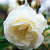 White Floribunda Flower paint by numbers