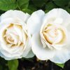 White Blooming Floribunda paint by numbers