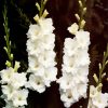 White Gladiola paint by numbers