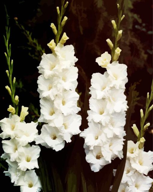 White Gladiola paint by numbers