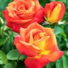 Yellow And Orange Floribundas paint by numbers