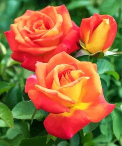 Yellow And Orange Floribundas paint by numbers