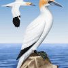 Aesthetic Gannet Birds paint by number