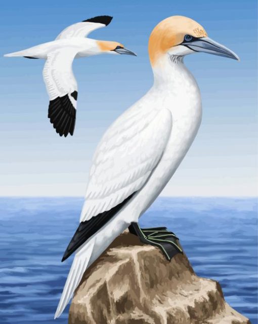 Aesthetic Gannet Birds paint by number