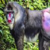 Aesthetic Mandrill Monkey paint by number