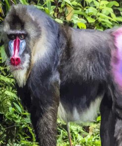 Aesthetic Mandrill Monkey paint by number