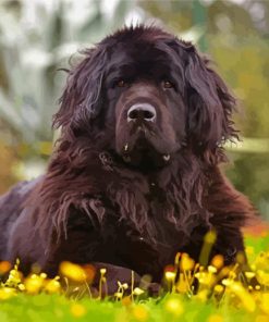 Aesthetic Newfoundland Dog paint by number