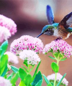 Beautiful Blue Hummingbird paint by number