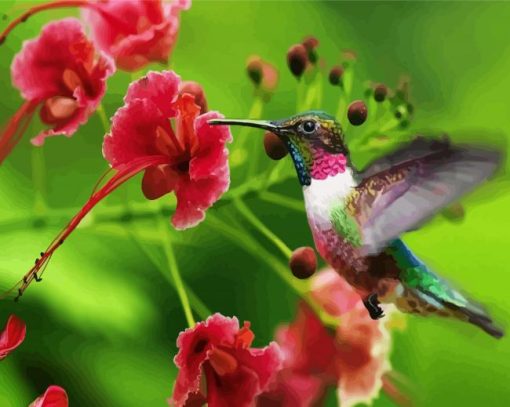 Beautiful Hummingbird paint by number