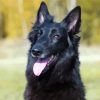 Black Belgian Shepherd paint by number