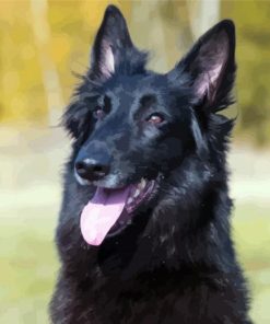 Black Belgian Shepherd paint by number