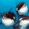 Cute Orcas paint by number