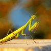 Female European Praying Mantis paint by number