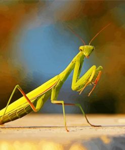 Female European Praying Mantis paint by number