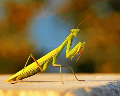 Female European Praying Mantis paint by number