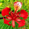 Flamboyan Tree Flower paint by number