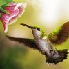 Flying Hummingbird paint by number