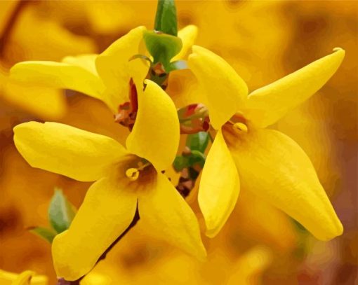 Forsythia Flowers paint by number