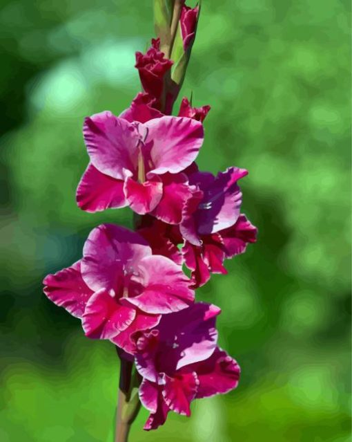 Fuchsia Gladiola paint by numbers