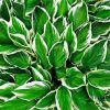 Green Hostas paint by number