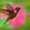 Hummingbird And Flower paint by number