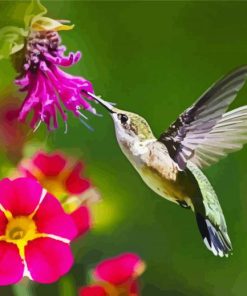 Hummingbird And Pink Flower paint by number