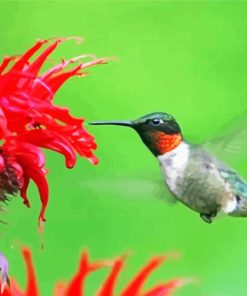 Hummingbird And Flower paint by number