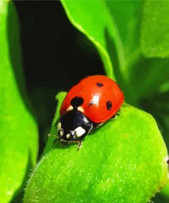 Ladybeetle paint by numbers