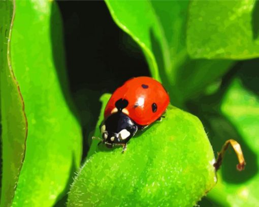 Ladybeetle paint by numbers