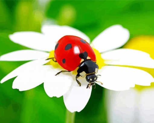 Ladybeetle White Flower paint by numbers