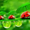 Ladybeetles paint by numbers